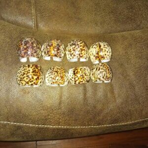 Spotted Tiger Cowrie Napkin Ring set of 8